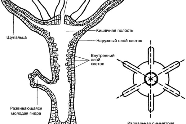 Кракен через тор браузер